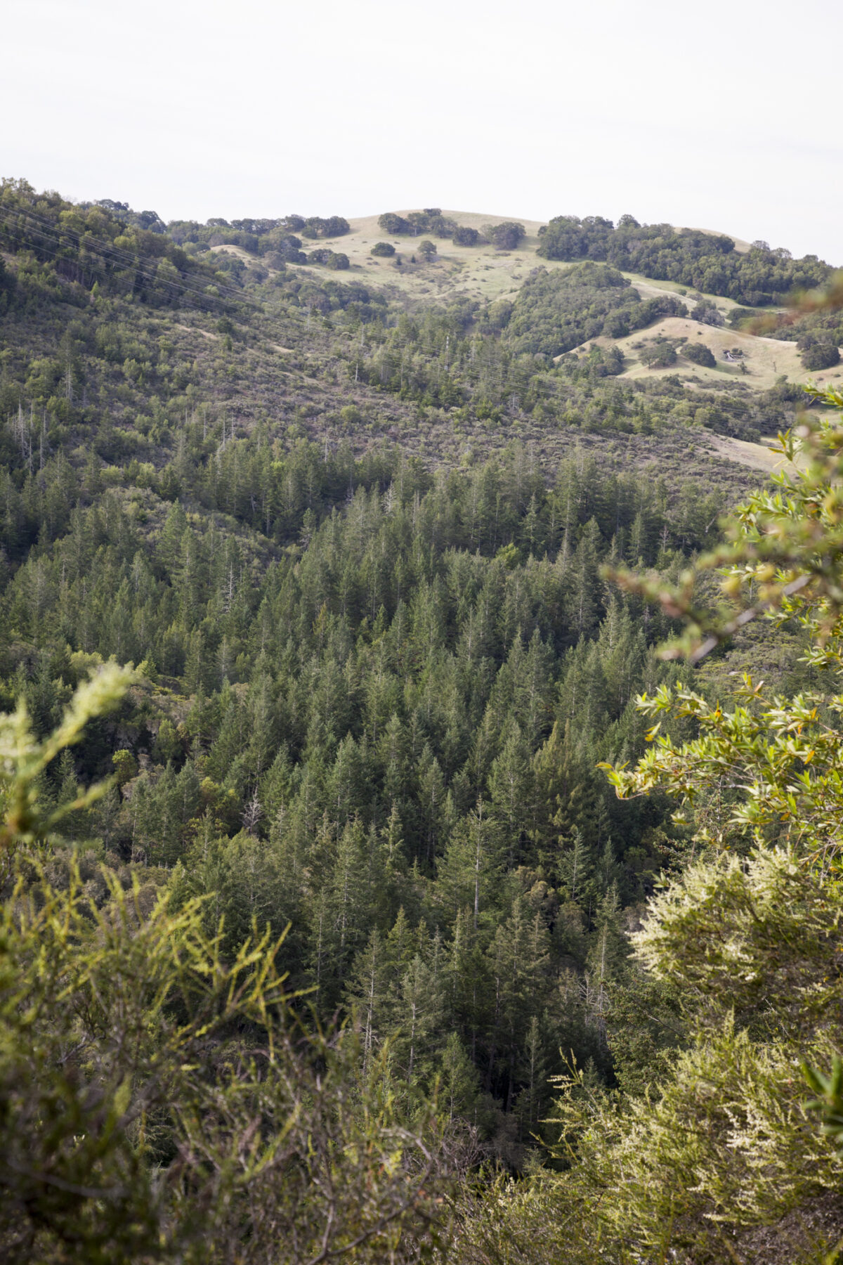 Hills covered in forest on Saddle Mountain