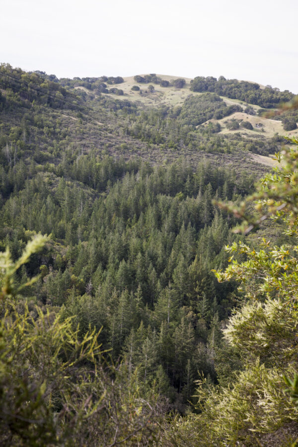 Hills covered in forest on Saddle Mountain