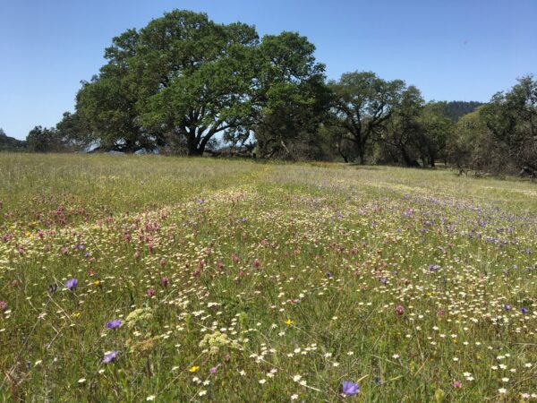 Open meadow with wildflowers in bloom and oak trees in the background.