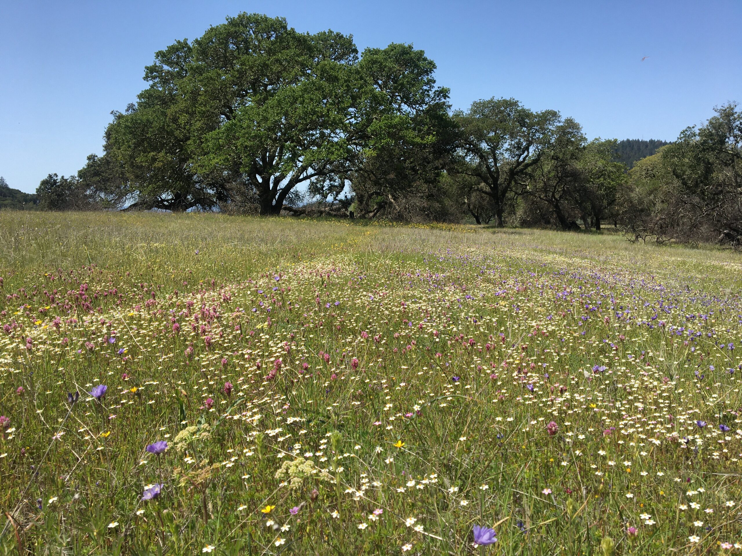Reading the Landscape for Fire - Saddle Mountain Prescribed Fire Workshop