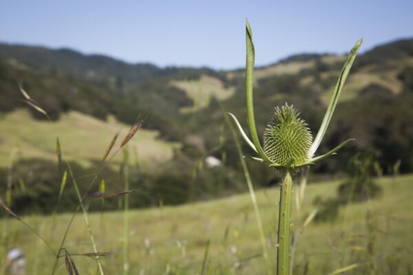 Saddle Mountain Vegetation