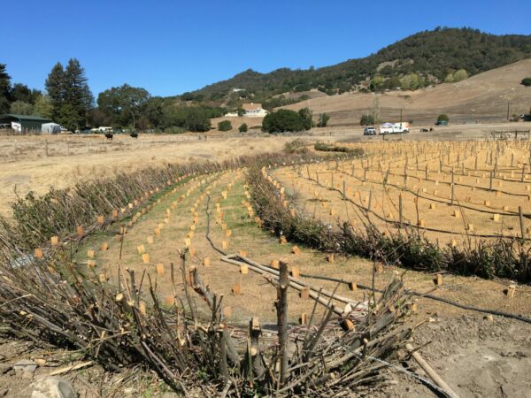 View of intermittent stream bed at Oken, right after restoration work was done to address erosion and plant natives.