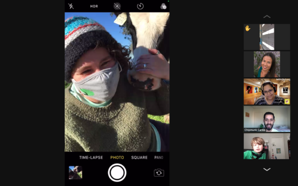 Zoom screenshot of LandPaths staff person with a cow at Taylor Mountain, during a live virtual classroom visit. 