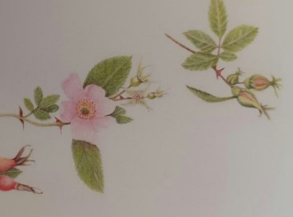 Community in Bloom: Botanical Drawing Activity