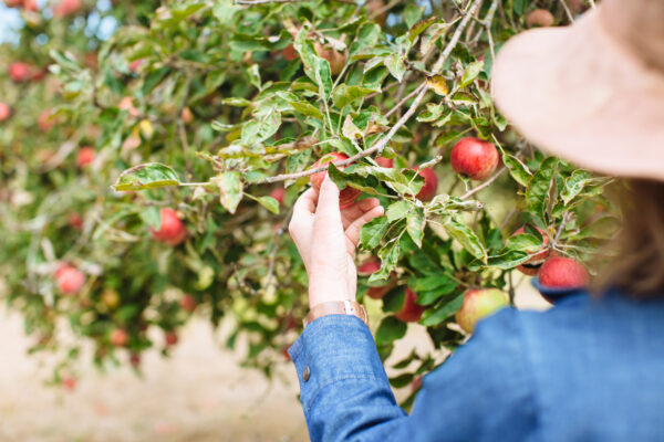 woman picking an apple from a tree