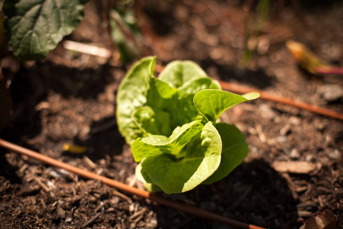 growing lettuce