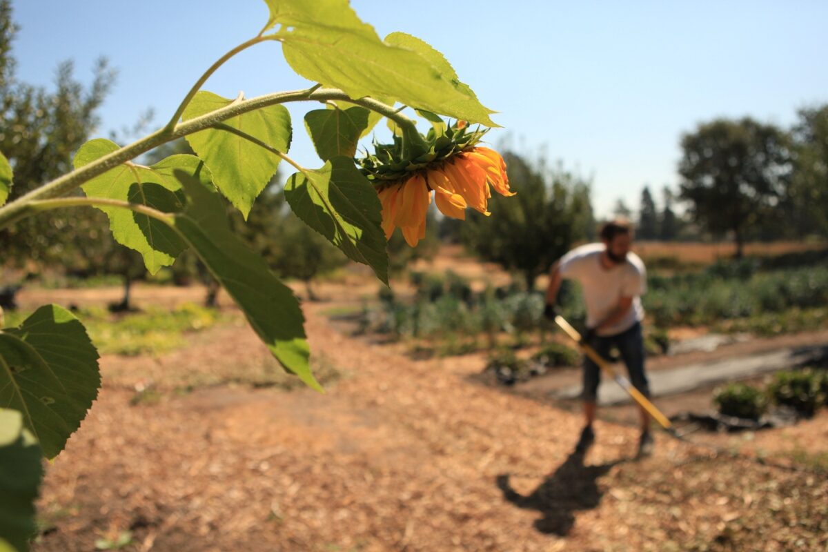 sunflower and farmer