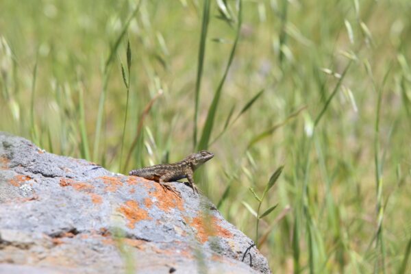 lizard sitting on a rock