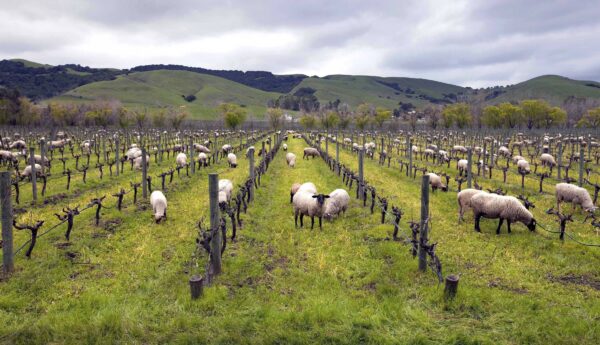 sheep grazing in a vineyard