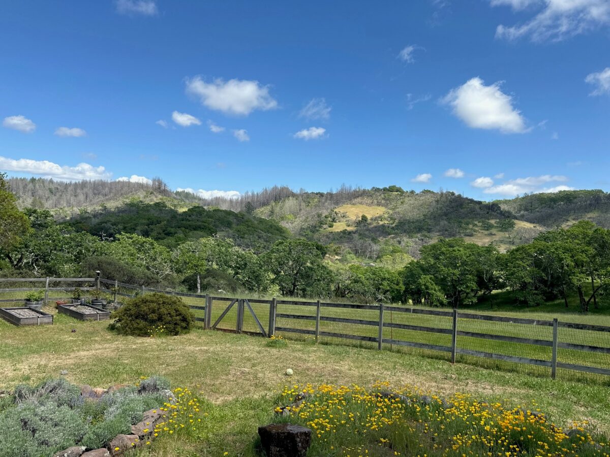 View of a green field with a wooden fence running through it. This is post-wildfire so there are burned trees interspersed with green trees on a hill in the background.