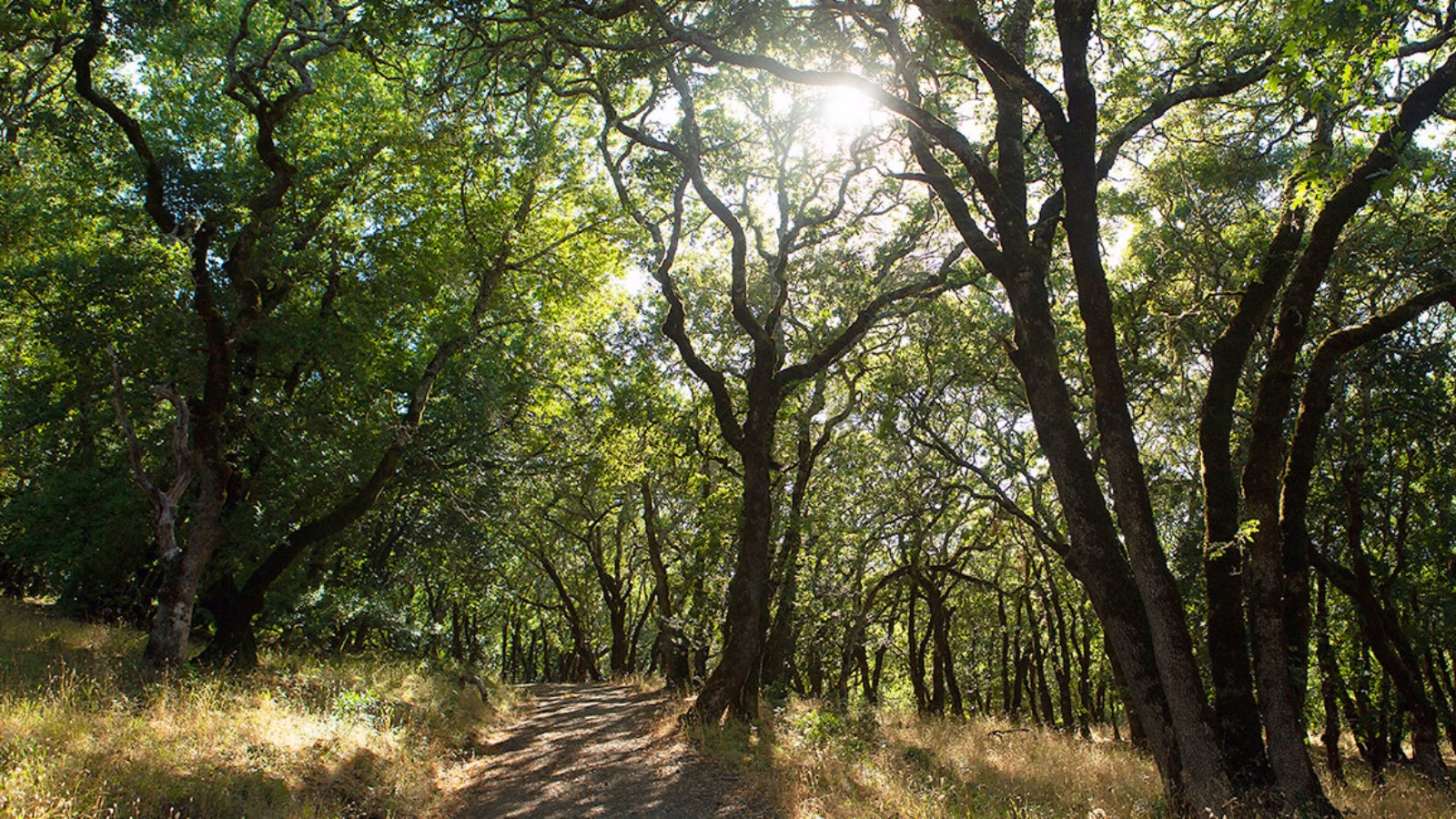 Summit Saturday: North Slope Sonoma Mountain