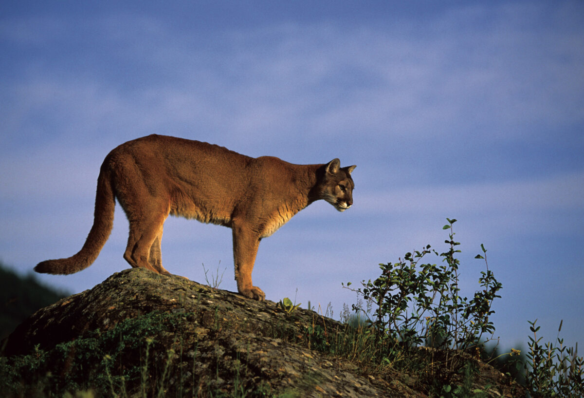 lion mountain