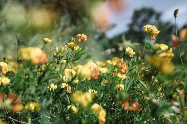 yellow flowers