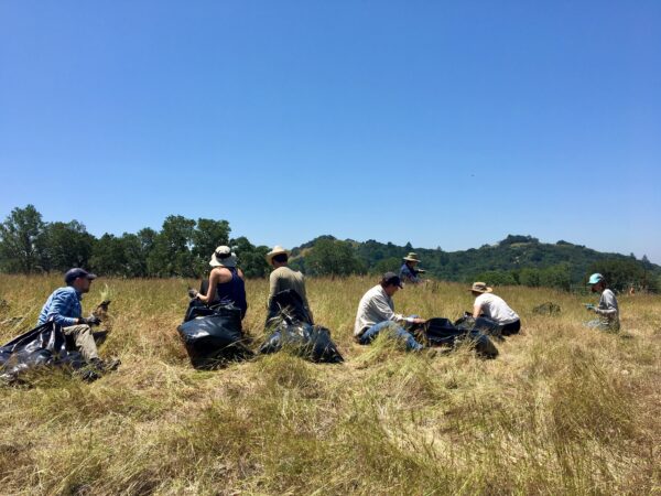Ag + Open Space staff removing an invasive species at Saddle Mountain Open Space Preserve.