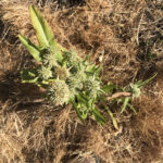 Teasel rosettes