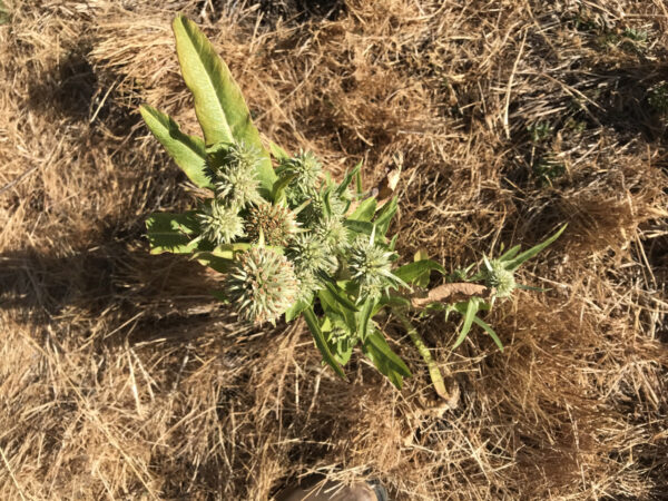 Teasel rosettes
