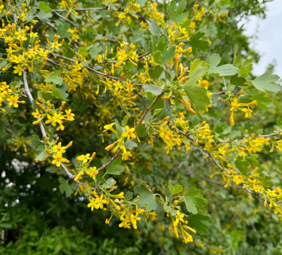 Community in Bloom: Container Planting with California Native Plants