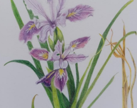 Community in Bloom: Botanical Drawing Activity