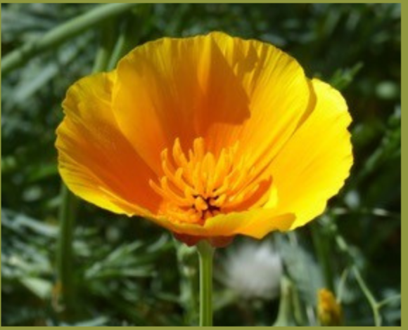 Community in Bloom: Native Plant Trivia Night