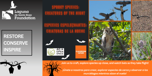 Owl image