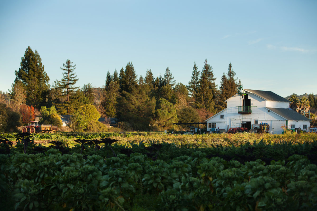 Barn and crops at Tierra Vegetables