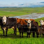 Row of brown cows with white faces at the edge of Tolay Lake