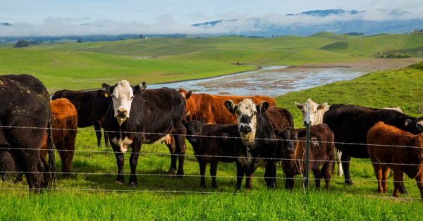 Row of brown cows with white faces at the edge of Tolay Lake