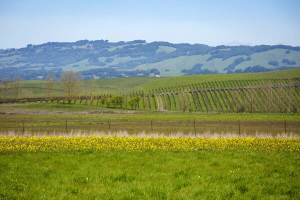 vineyards and creek