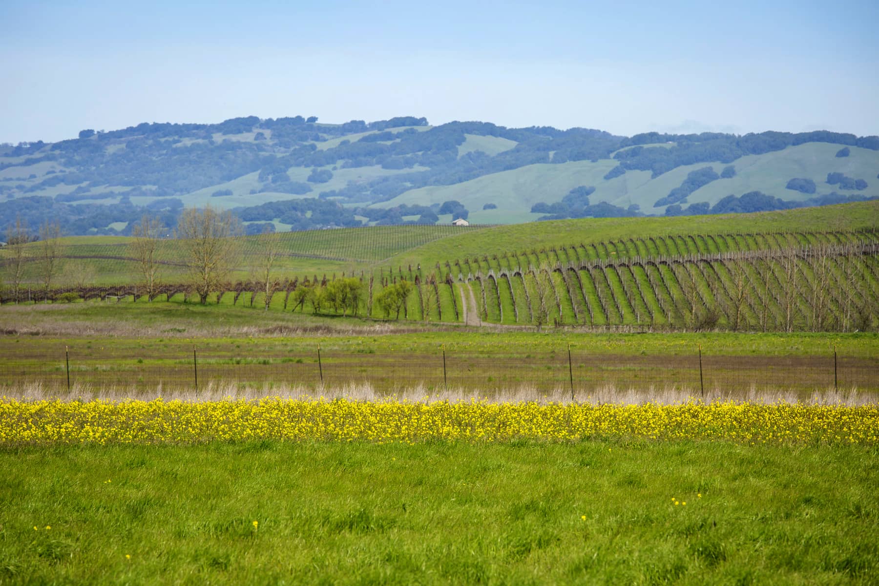 vineyards and creek