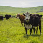 Brown cow with white face look at camera in green field, with several other cows grazing in the background