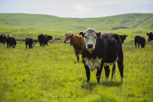 Brown cow with white face look at camera in green field, with several other cows grazing in the background