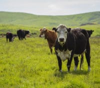 Cows standing in lush green field at Tolay Lake Regional Park with hills in background.