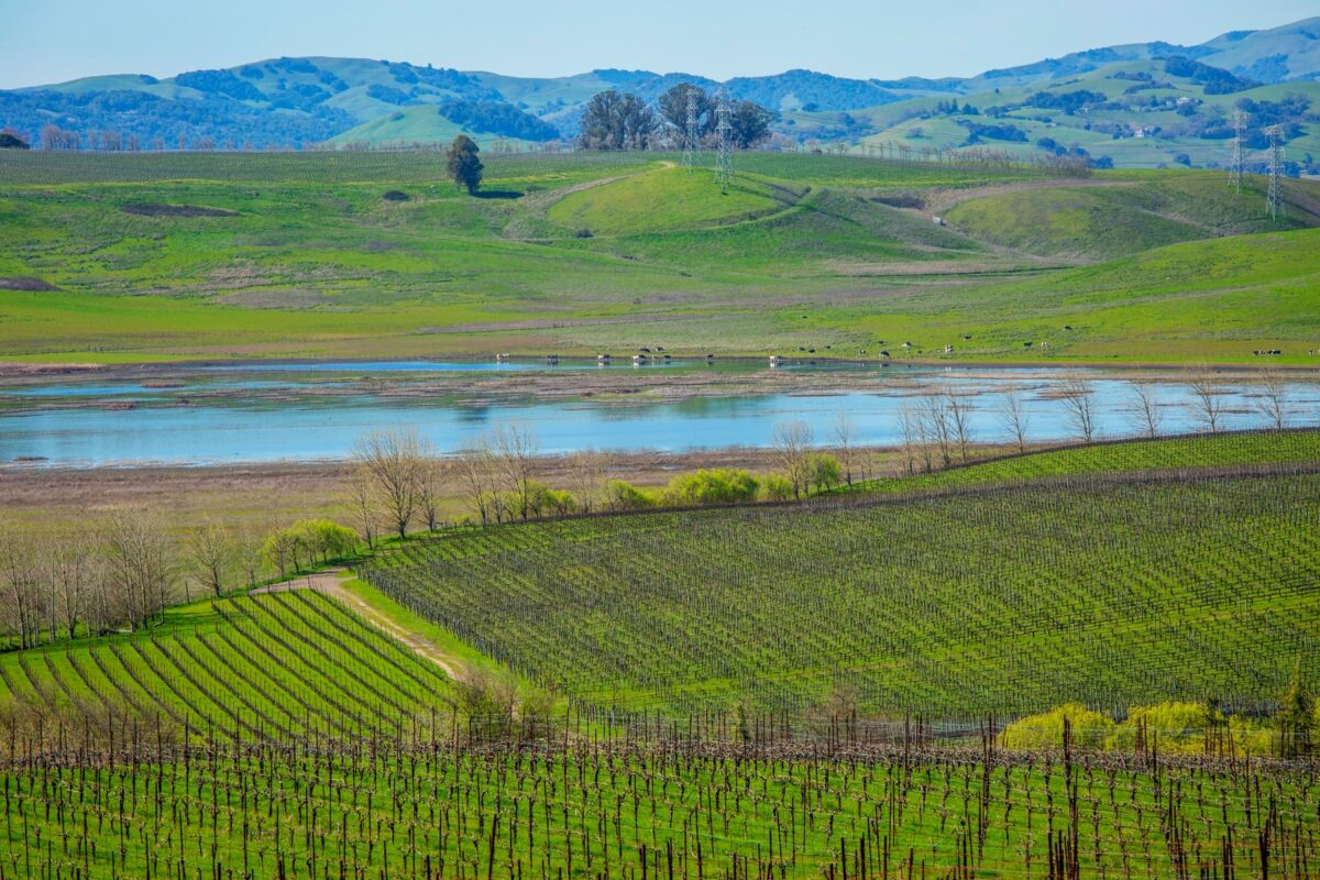 vineyards and Tolay Lake