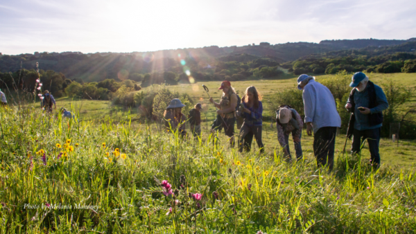 People in a wildflower field taking photographs