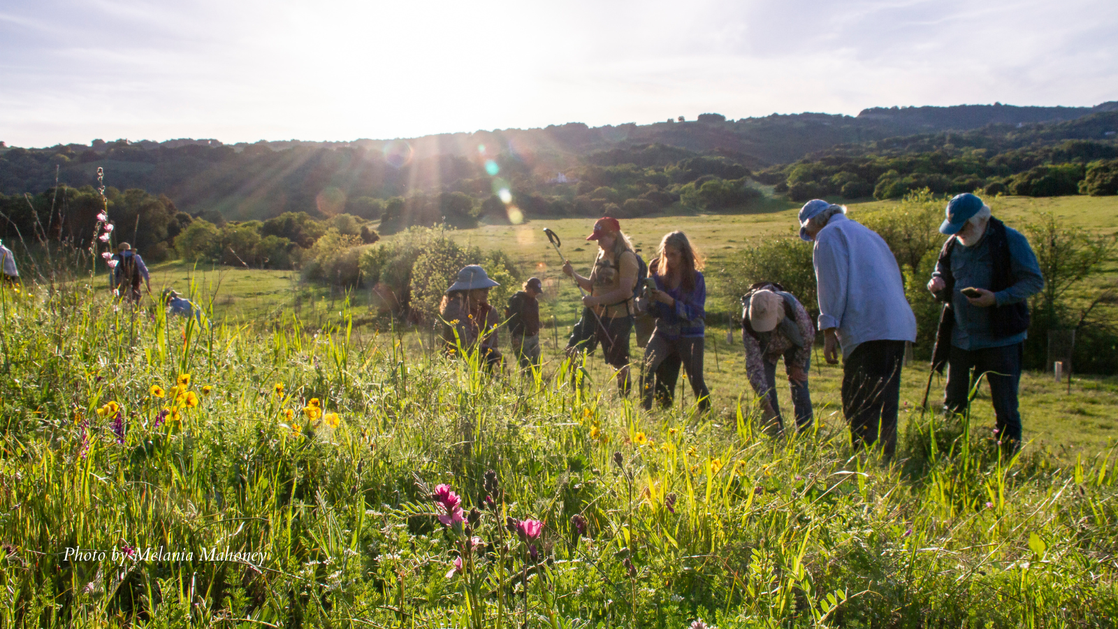 Wildflower Walk at Van Hoosear Preserve - April 12