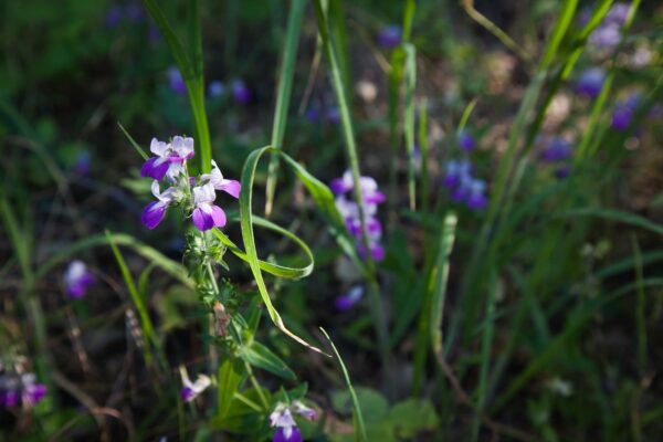 small purple flowers in a field