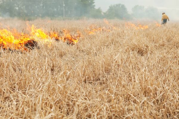 Firefighter Using a Drip Torch to Ignite Dried Grass