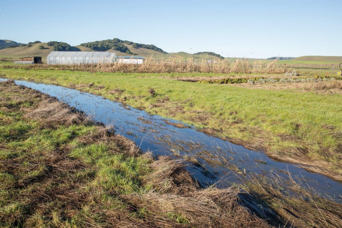 small waterway surrounded by grass
