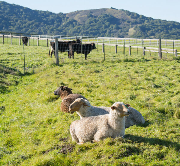 sheep and cows in a pasture