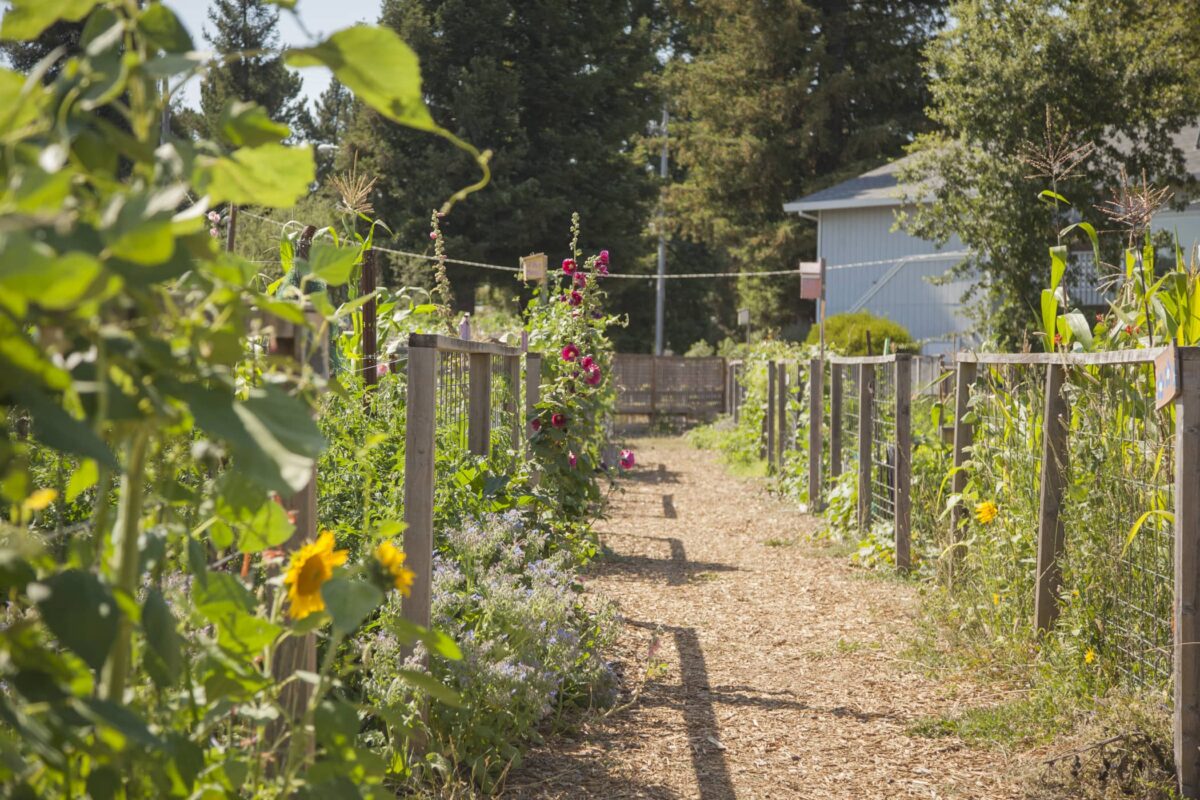 community garden