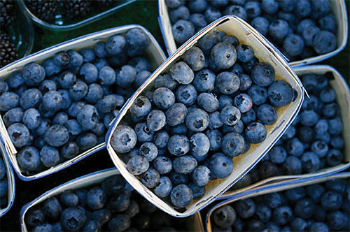 Boxes of blueberries