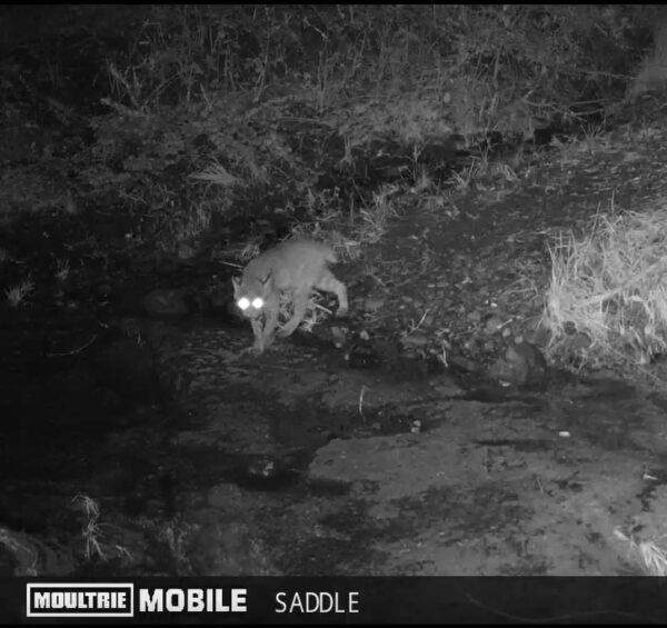 Bobcat in camera footage