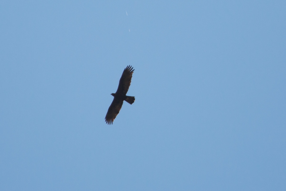 Accessible Spring Birding at Laguna Environmental Center