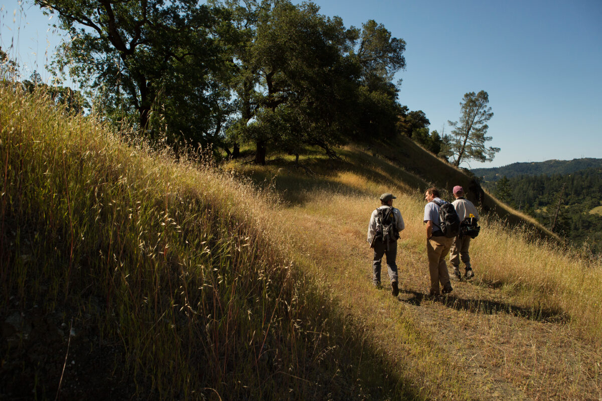 three people walking in the grass