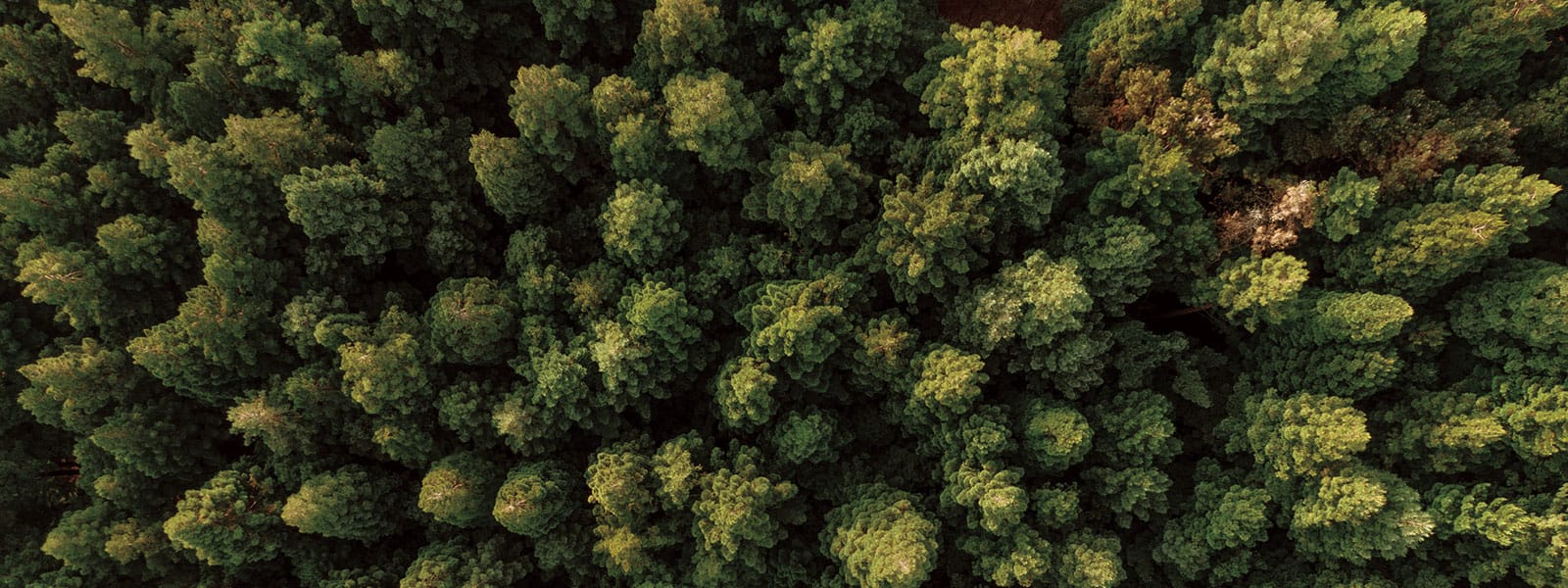 Overhead view of the tops of trees