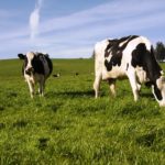 Black spotted dairy cows grazing in a green field with blue skies overhead