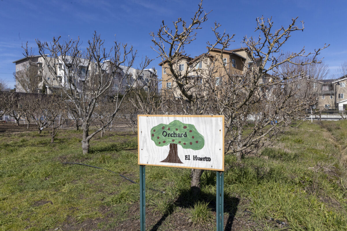 A sign with a painted tree stands in front of rows of bare trees at Bounty Farm in Petaluma. There are apartment buildings and a blue sky in the background.