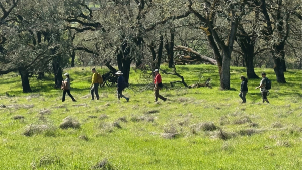 Group of hikers walk along grass lands with oak trees in the background