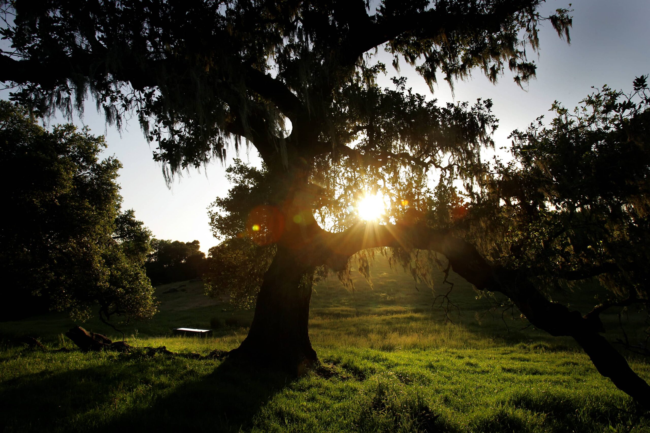 sun peaking through tree branches