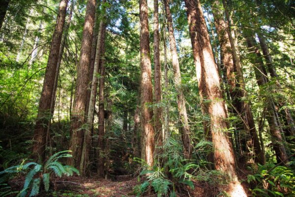 grove of redwood trees